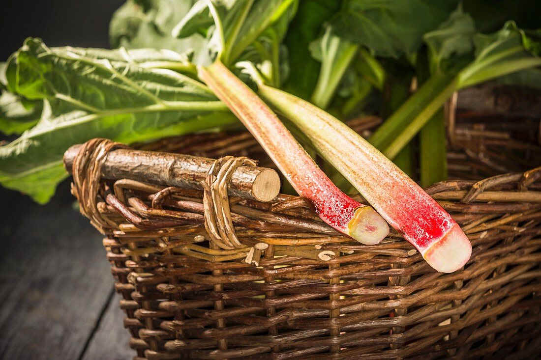 Two freshly harvested rhubarb sticks in a wicker basket