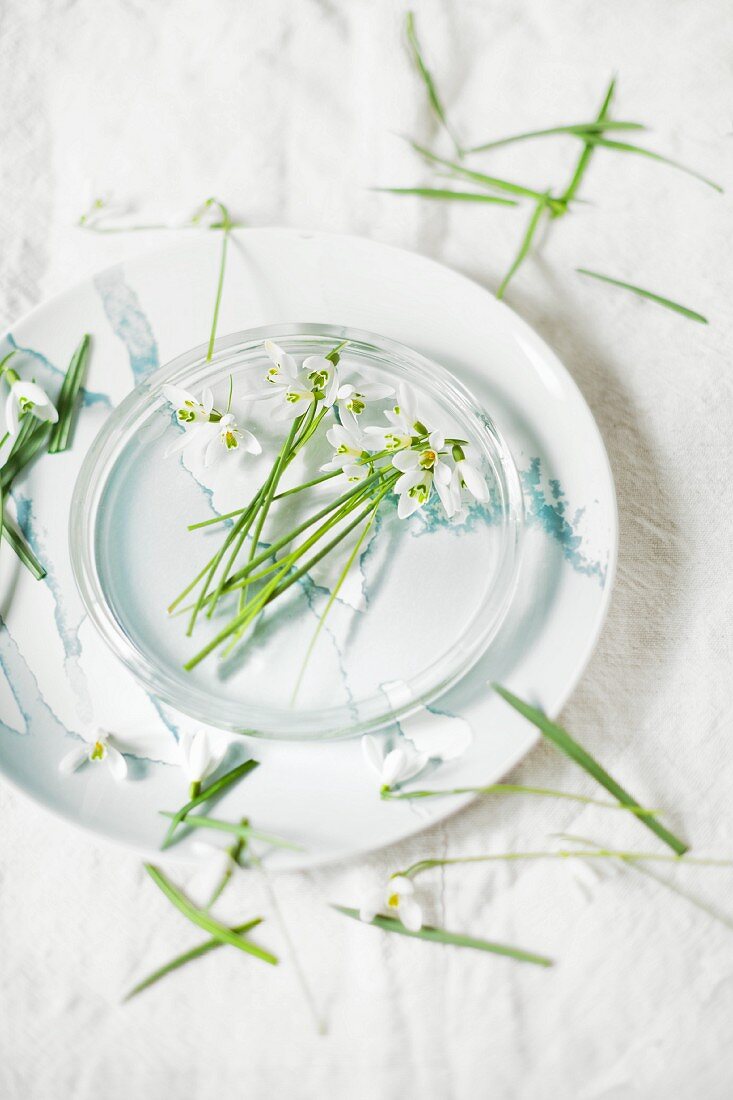 Schneeglöckchenblüten (Galanthus) in einer Glasschale mit Wasser