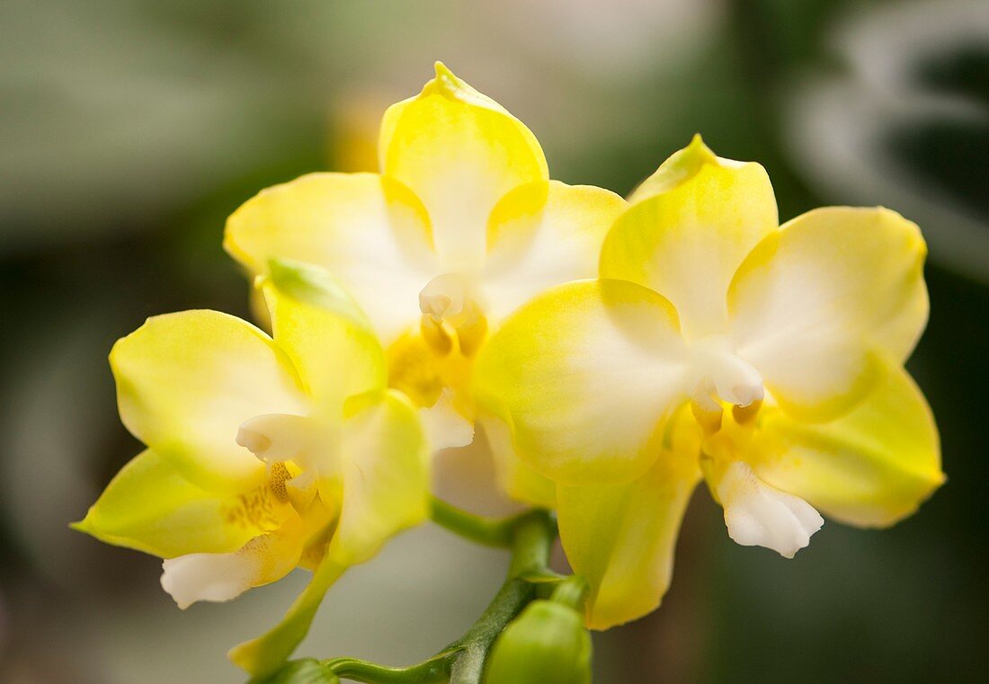 Phalaenopsis K S Jadegreen 'Sweet' orchid
