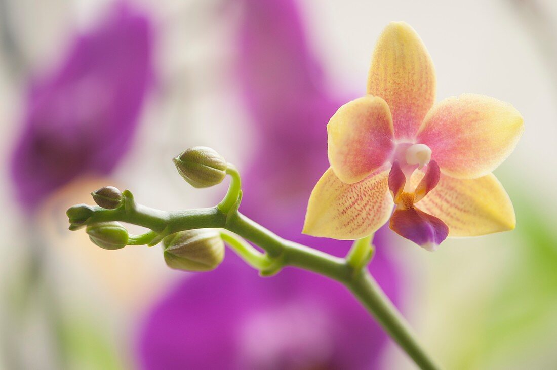 Phalaenopsis I-Hsin Venus 'Sweet Fragrant' orchid
