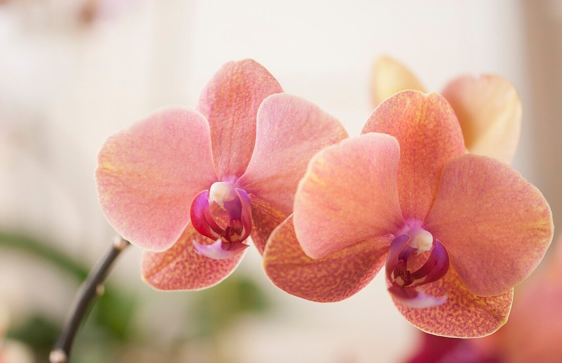Doritaenopsis 'Surf Song' orchid