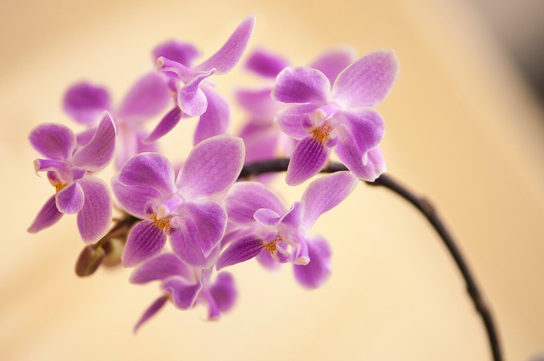 Phalaenopsis silbergrube (equestris x celebensis) orchid