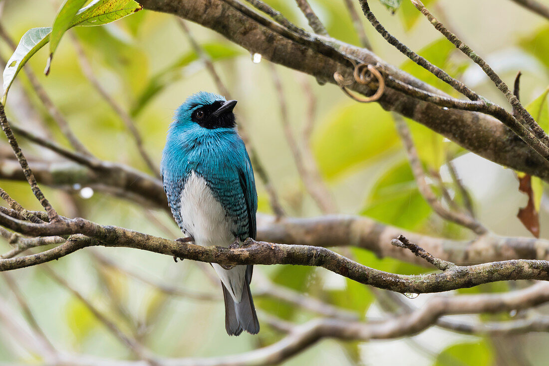 Male swallow tanager in a tree