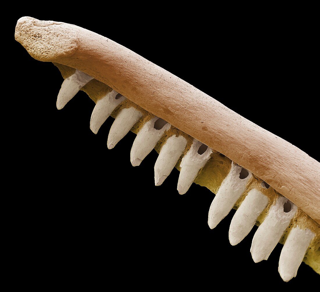 Iguanid reptile jaw fossil, SEM