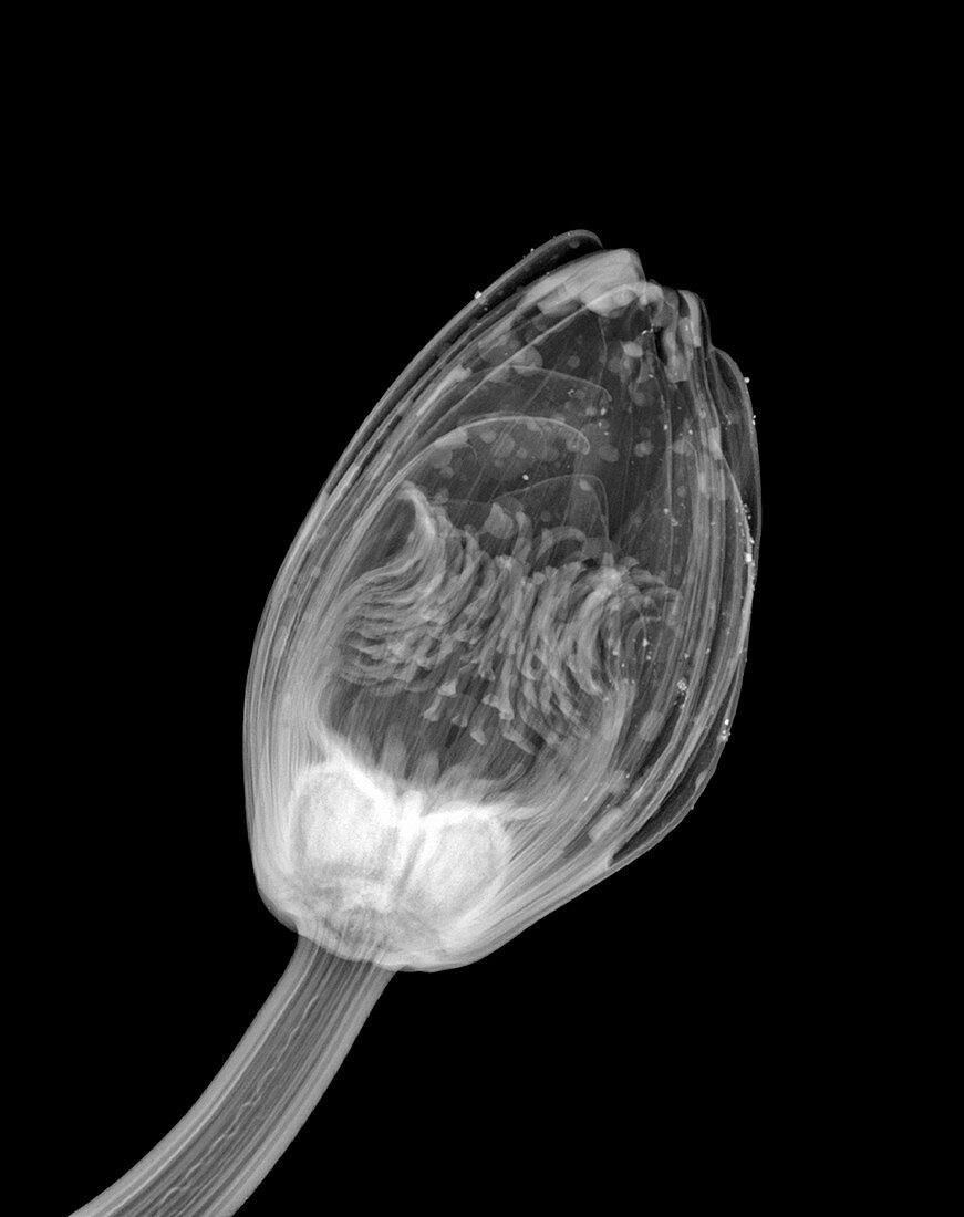 Water lily flower bud, X-ray
