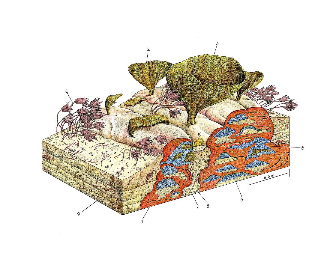 Prehistoric mud-mound, illustration