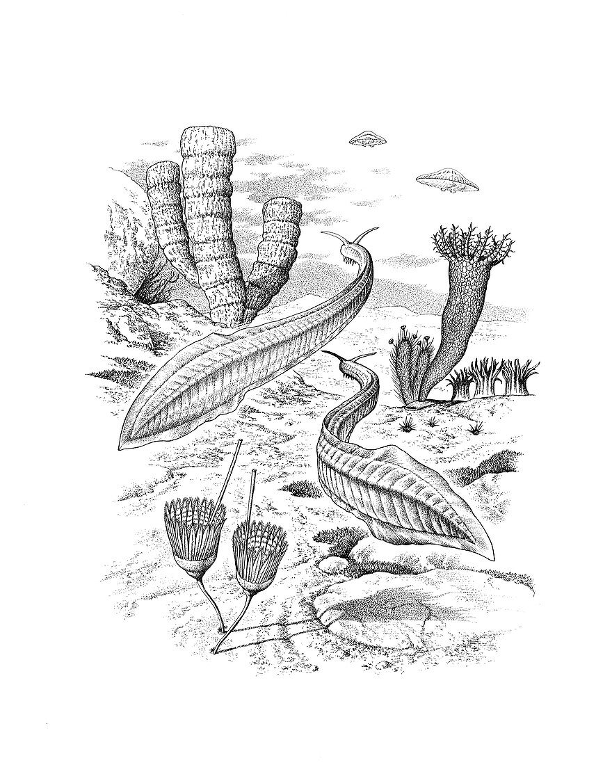 Pikaia swimming in a Cambrian sea, illustration