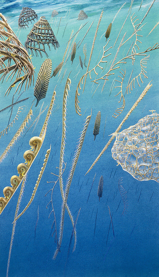 Graptolites in a Silurian sea, illustration
