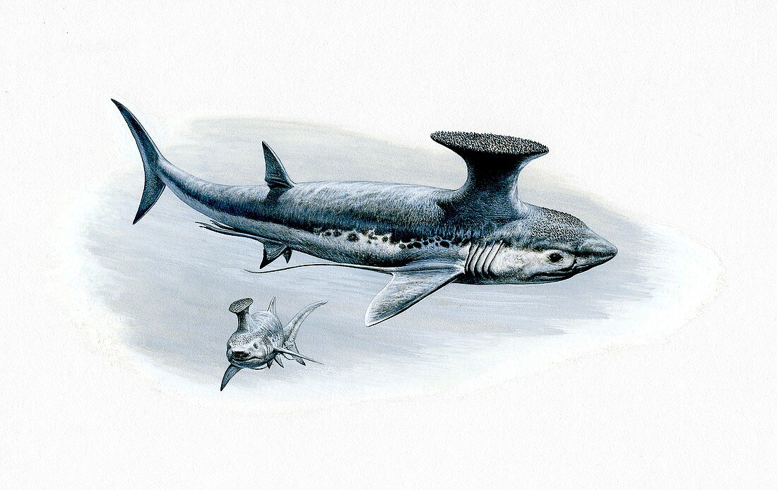 Stethacanthus cartilaginous fish, illustration
