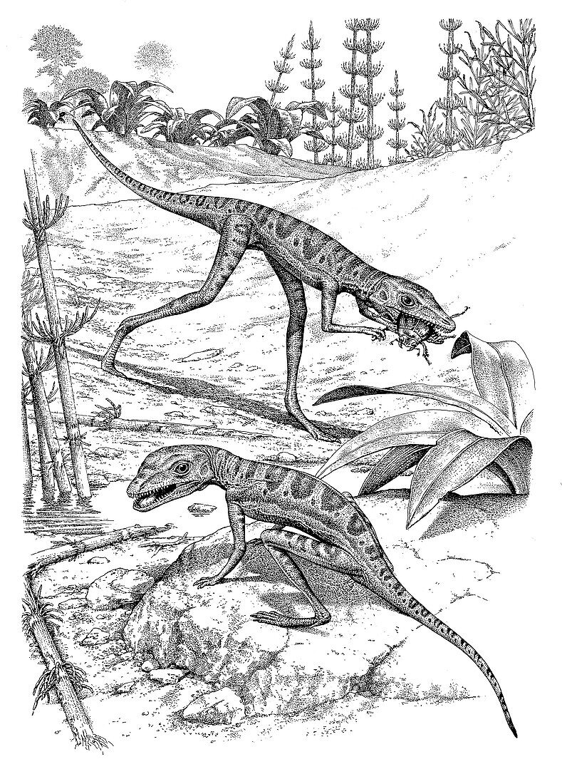 Scleromochlus reptiles, illustration