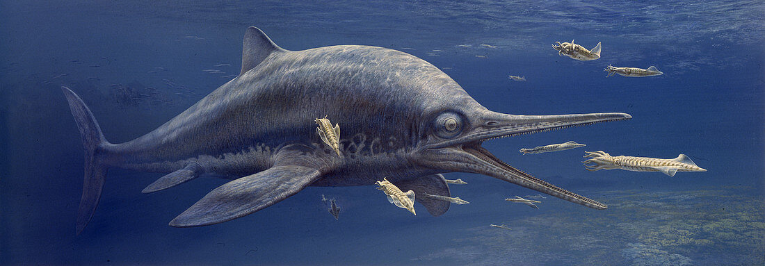 Leptonectes ichthyosaur hunting squid, illustration
