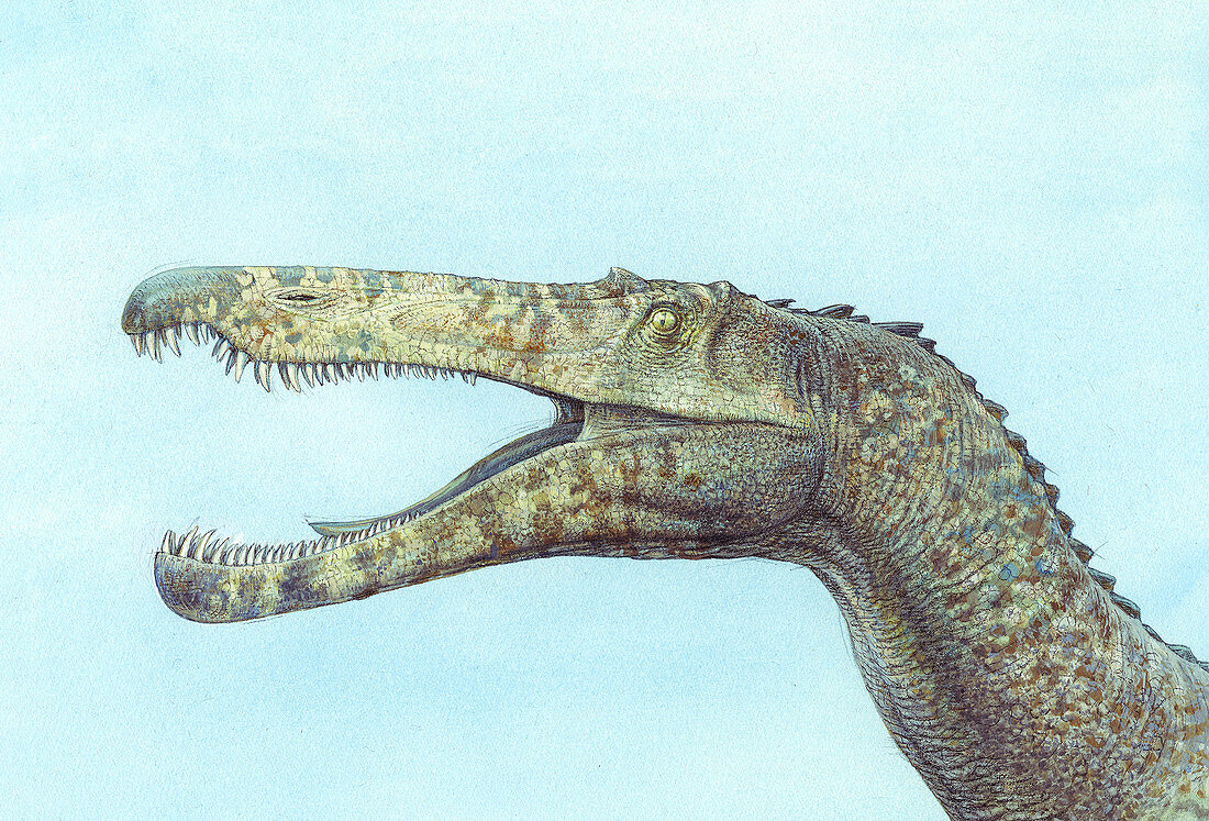 Baryonyx walkerii dinosaur, illustration