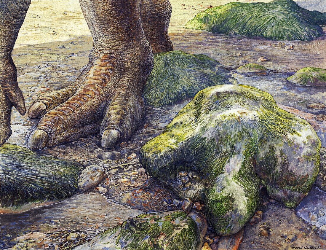 Iguanadon dinosaur footprints, illustration