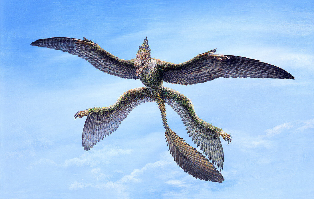 Microraptor feathered gliding dinosaur, illustration