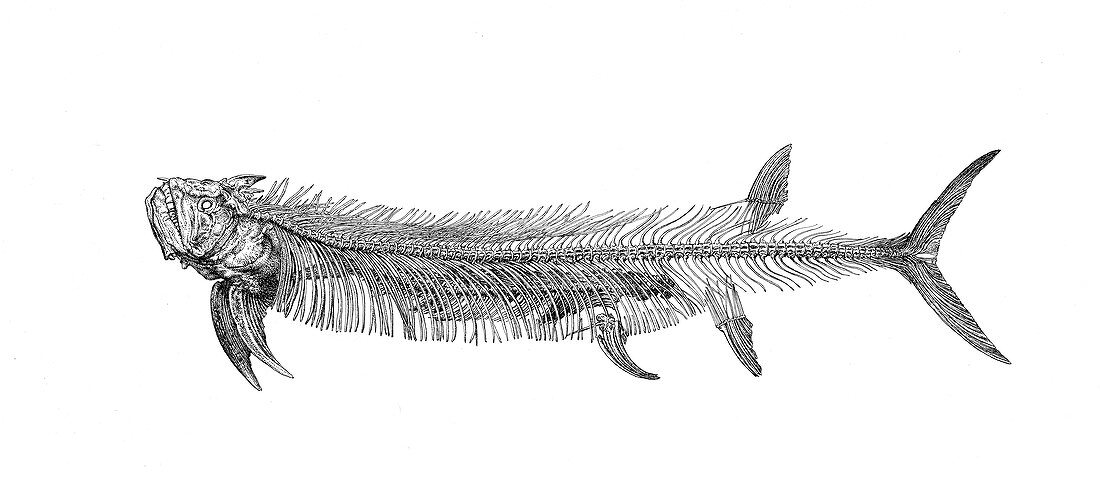Xiphactinus fish fossil, illustration