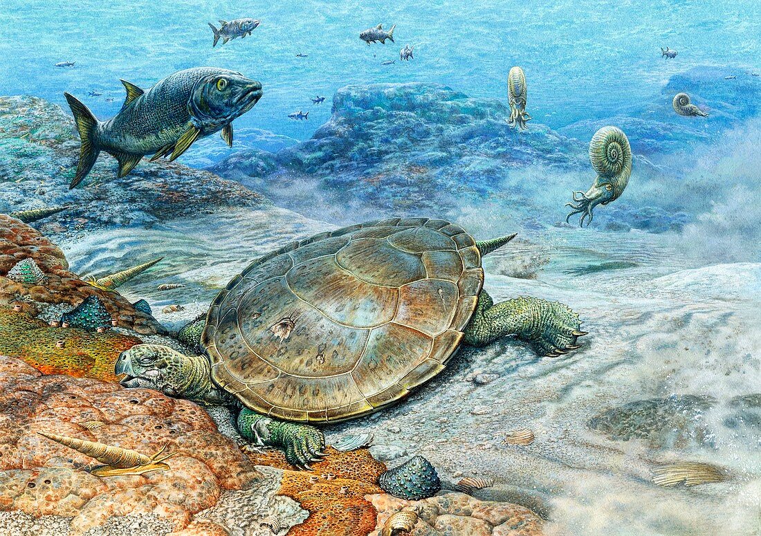 Hylaeochelys turtle in a Cretaceous sea, illustration