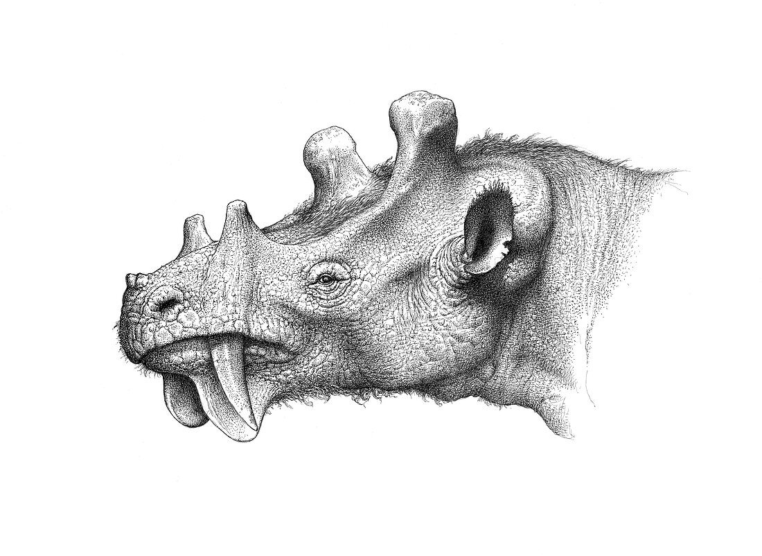 Uintatherium robustum mammal, illustration