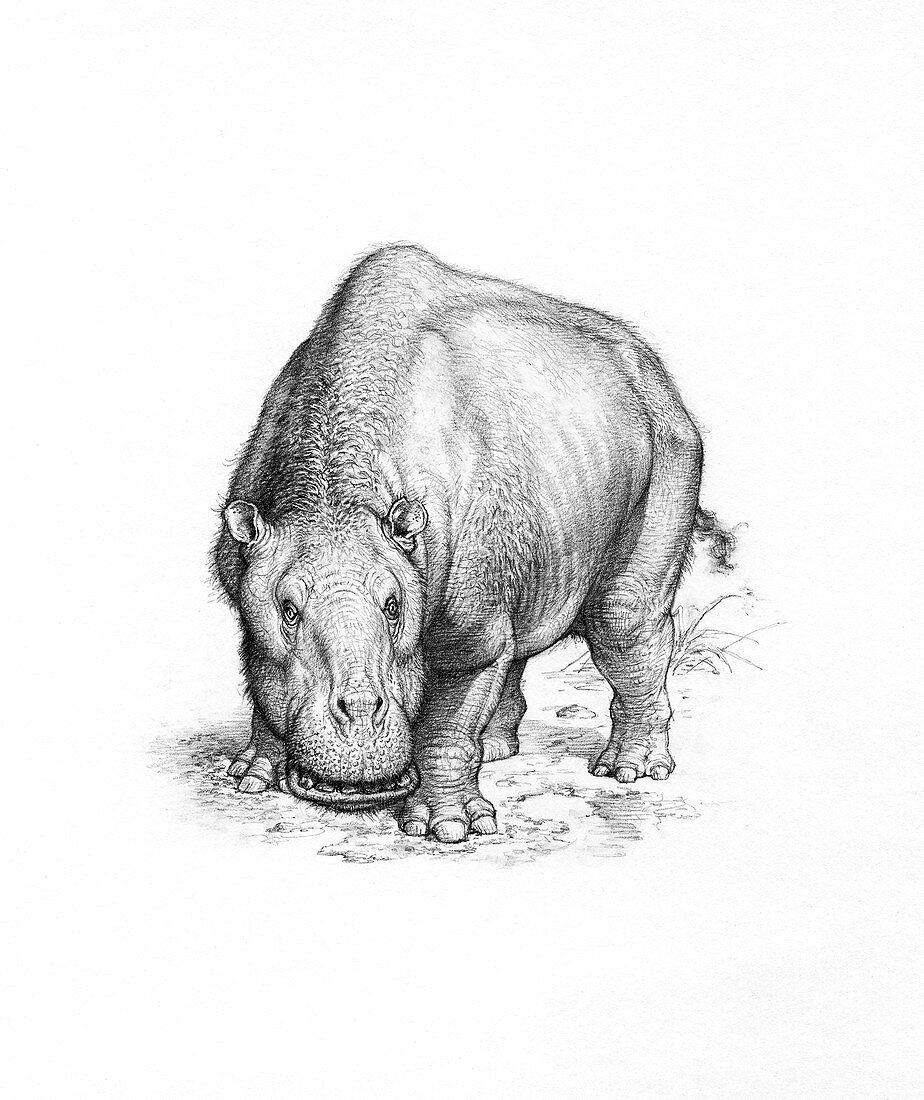 Toxodon mammal, illustration