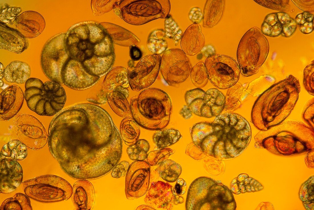 Foraminifera, polarised light micrograph