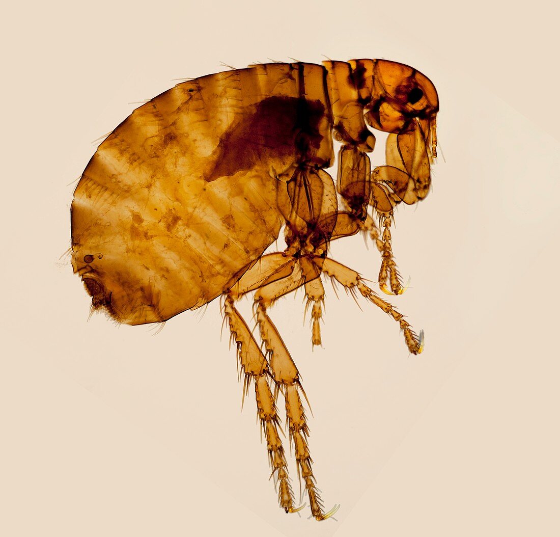 Female human flea, light micrograph
