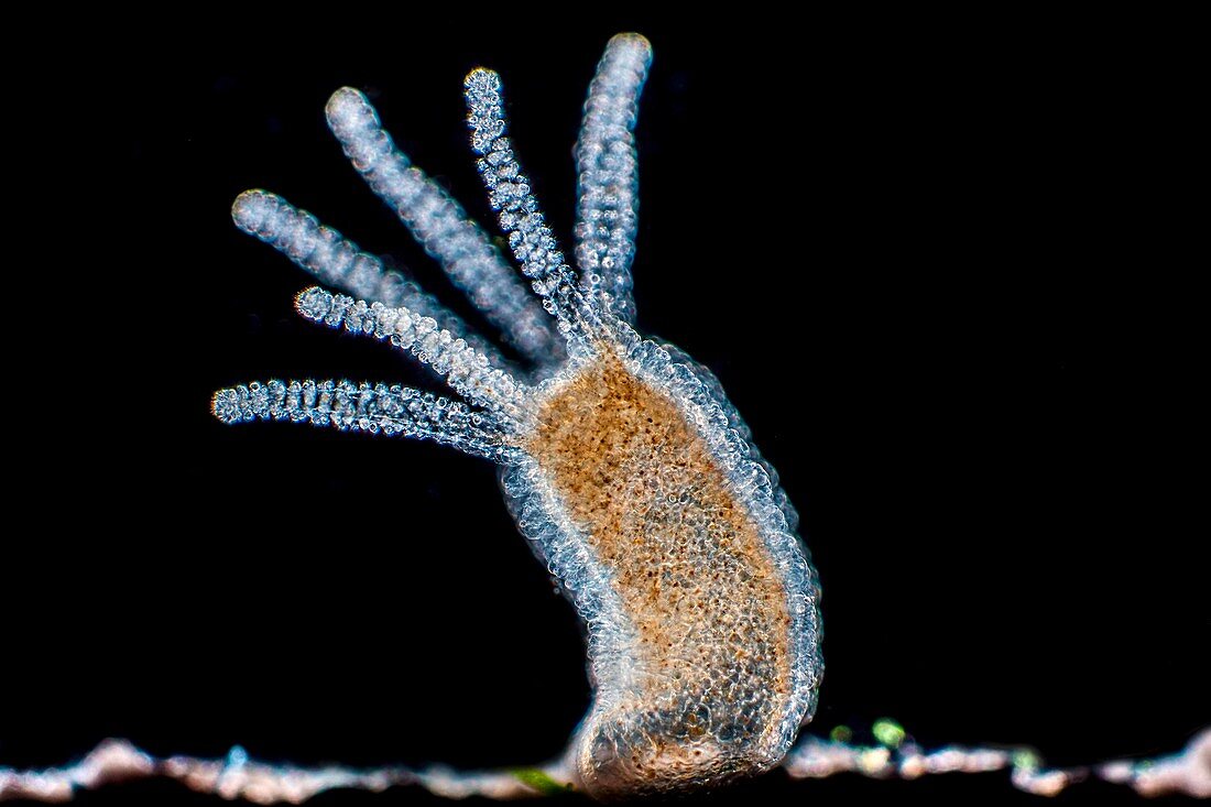 Hydra, light micrograph
