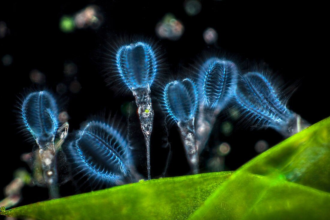 Stephanoceros fimbriatus rotifers, light micrograph