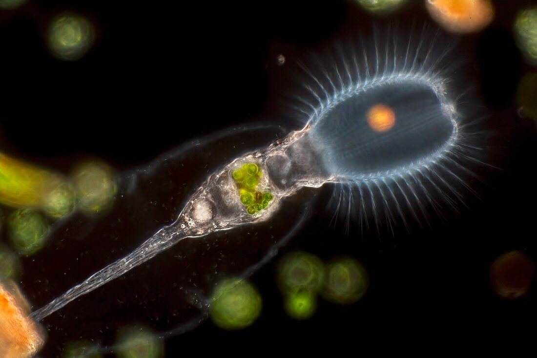 Stephanoceros fimbriatus rotifer, light micrograph