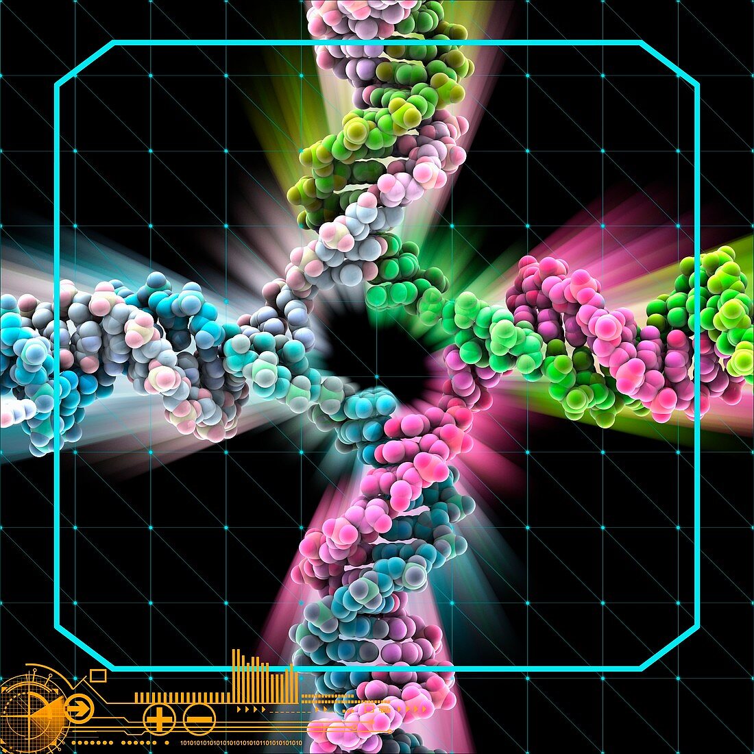 DNA Holliday junction molecule