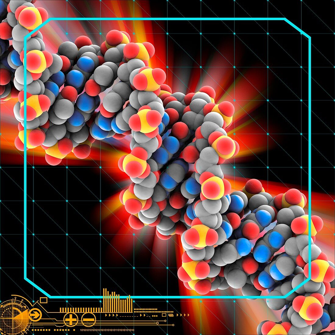 Yeast DNA molecule