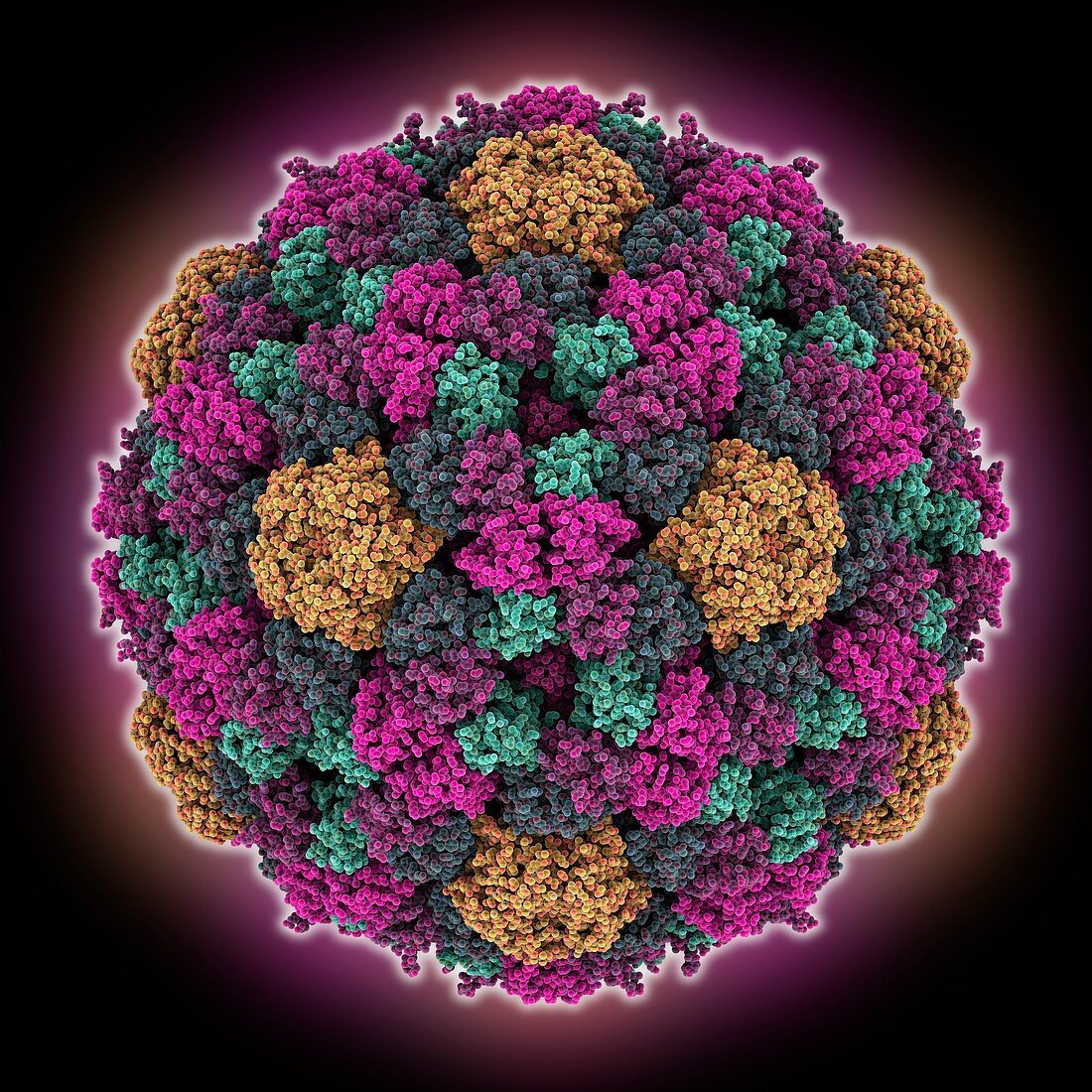 Bacteriophage phiX174 molecule