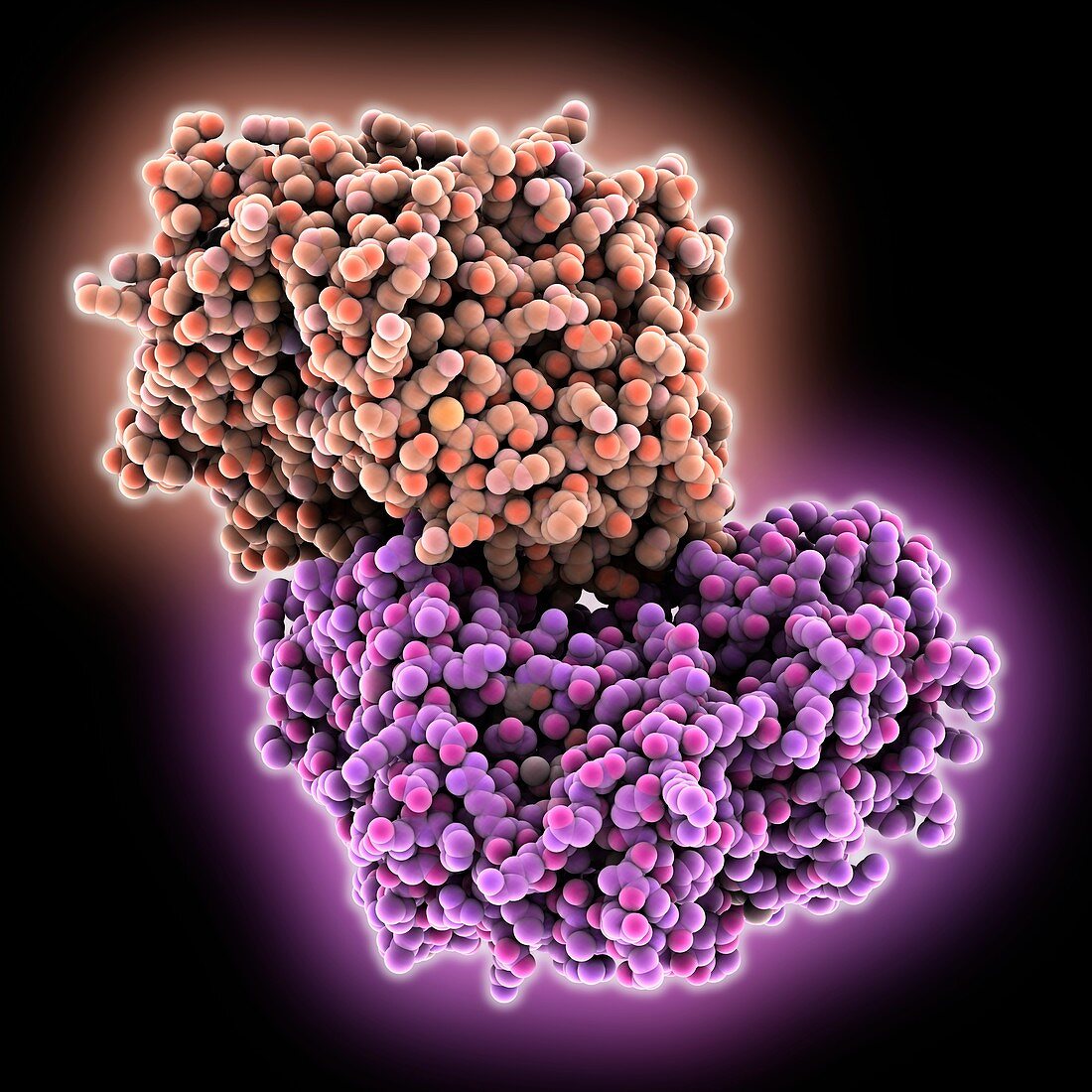 Hepatitis C virus RNA polymerase