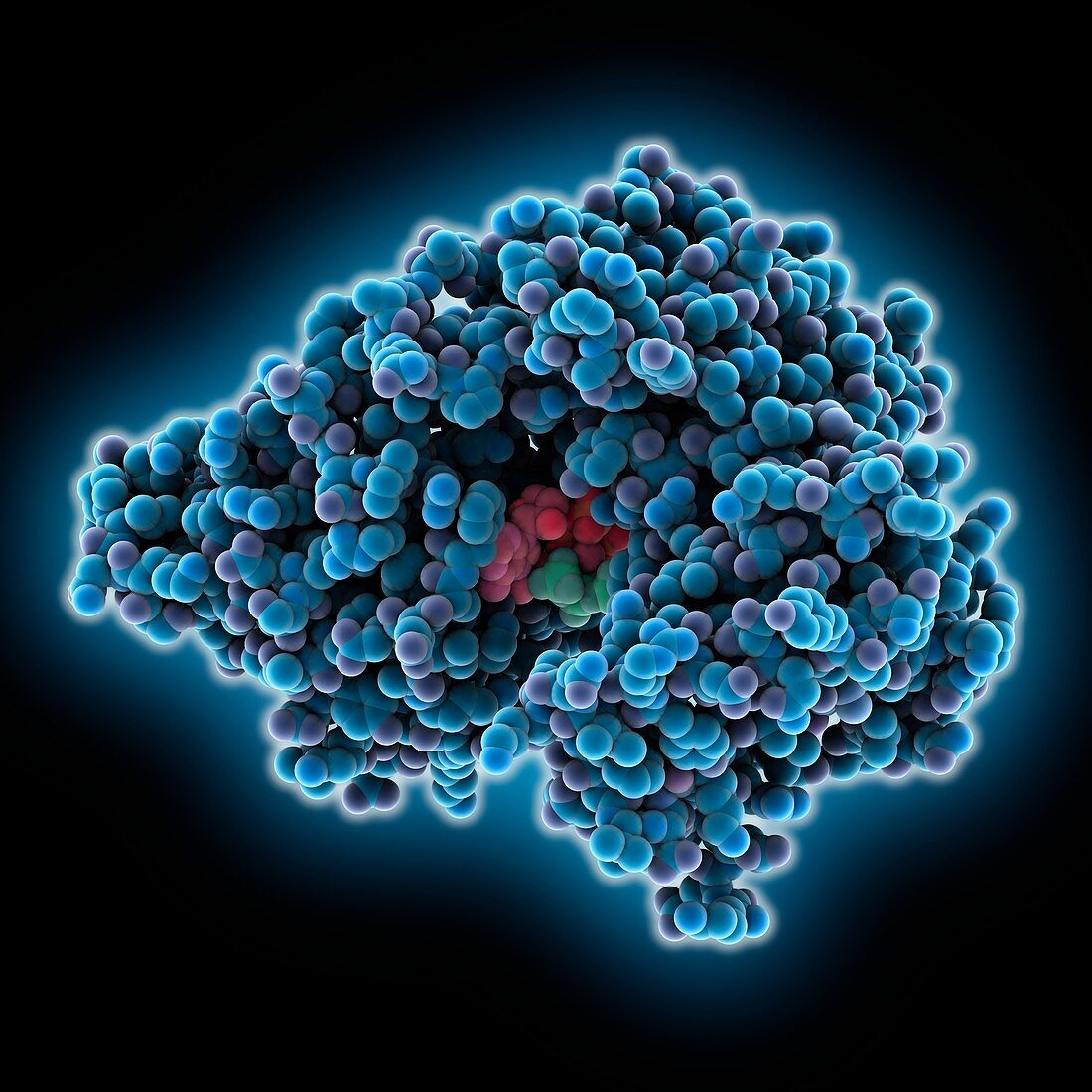 Poly(A) polymerase molecule