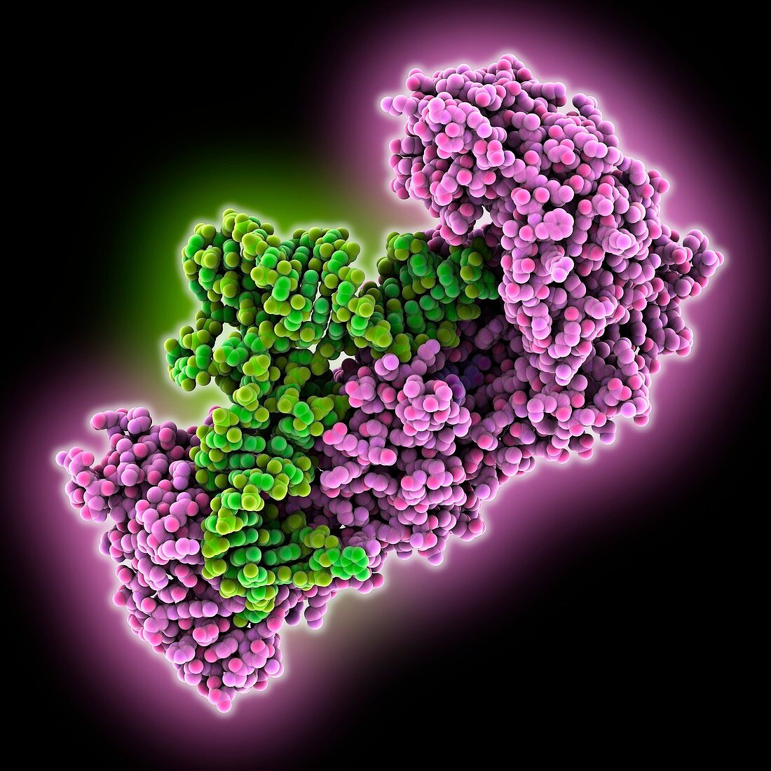 Transfer RNA synthetase complex