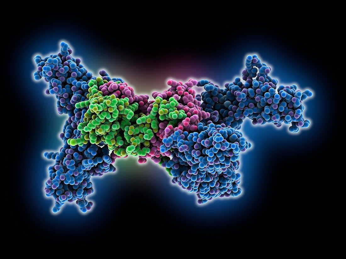 Interferon gamma complex