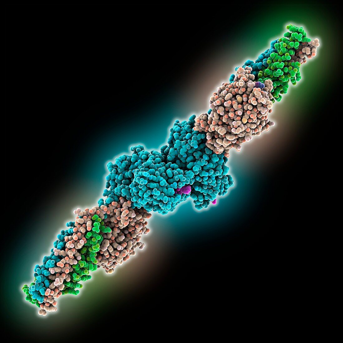 Human fibrin fragment molecule