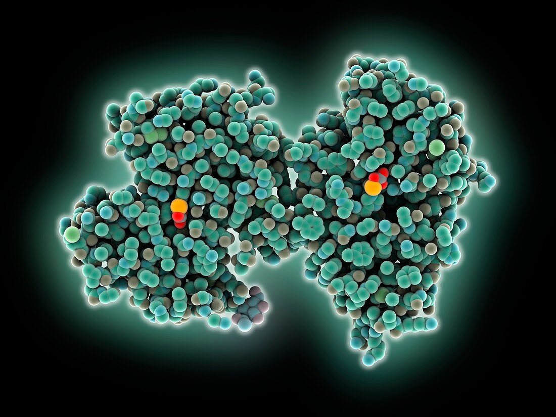 Transferrin transporter molecule