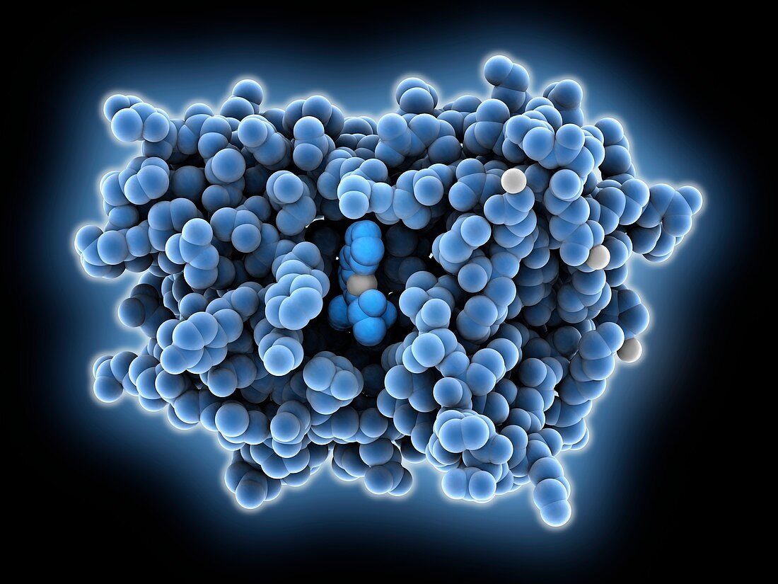 Blue fluorescent protein molecule