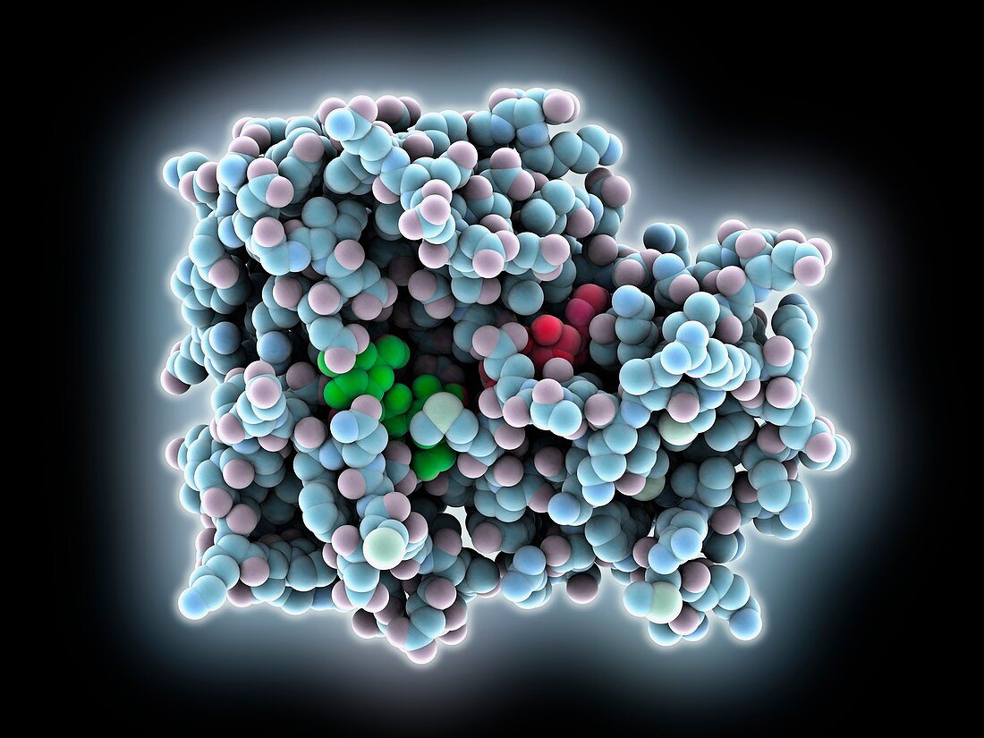 Phosphotransferase complex