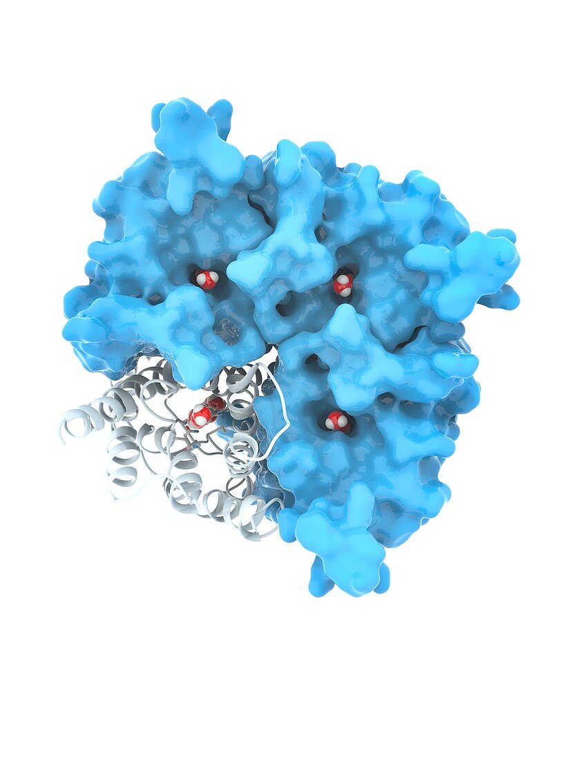 Aquaporin membrane protein, molecular model