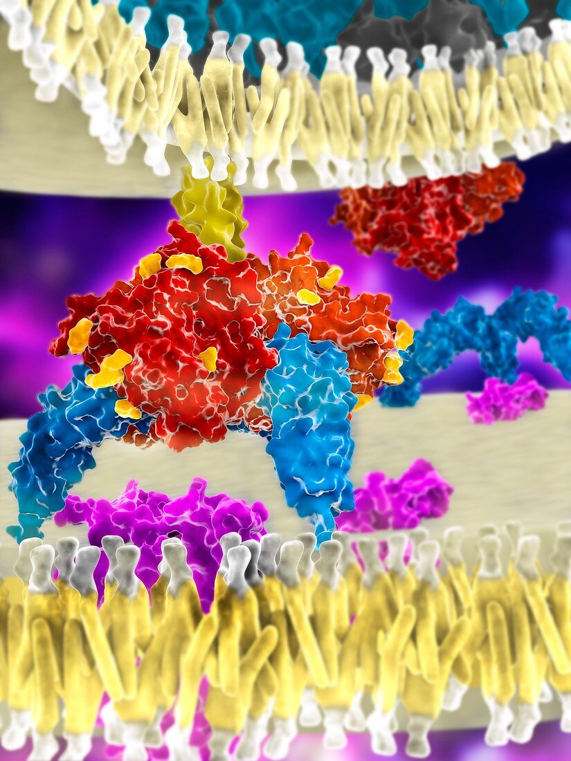 HIV virus recognition by T cell, molecular model