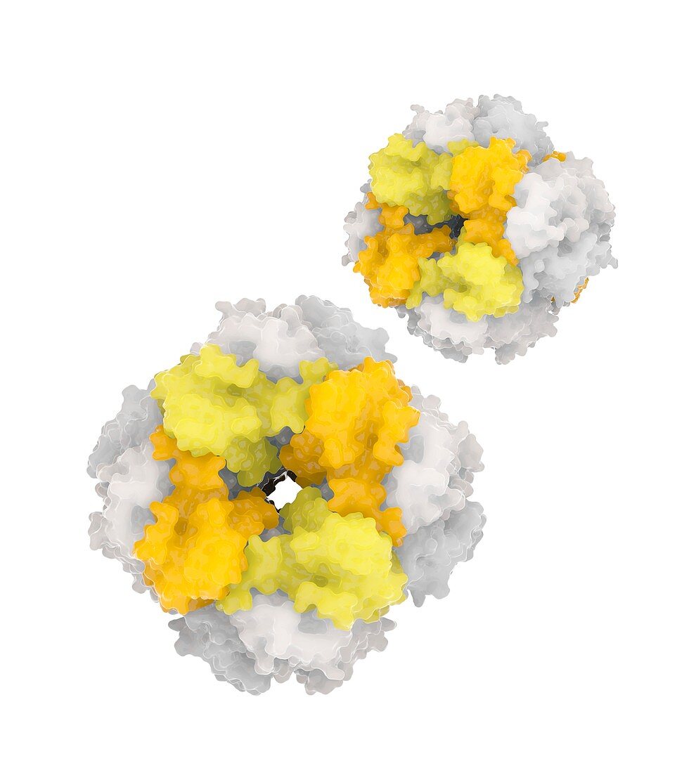 RuBisCO carbon fixation enzyme molecules, illustration