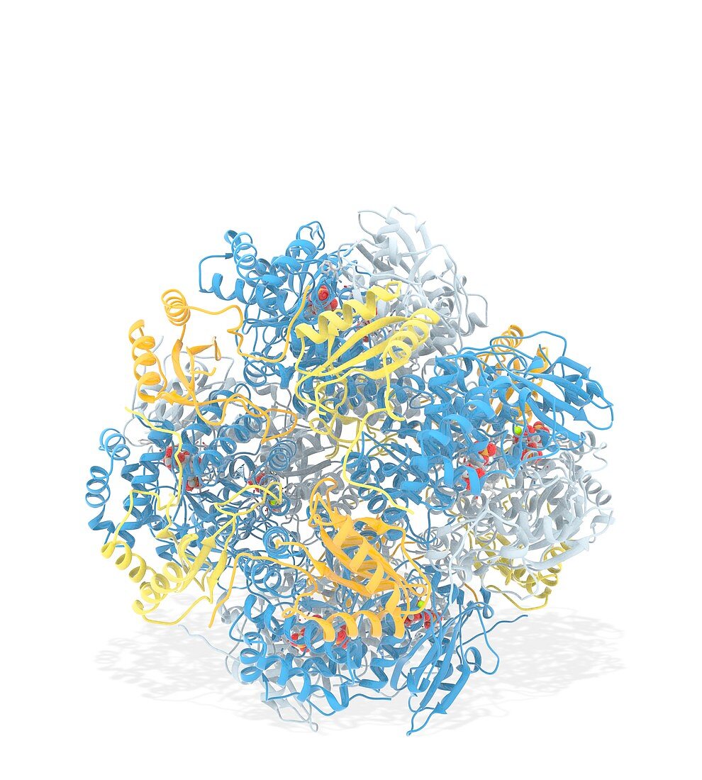 RuBisCO carbon fixation enzyme molecule, illustration
