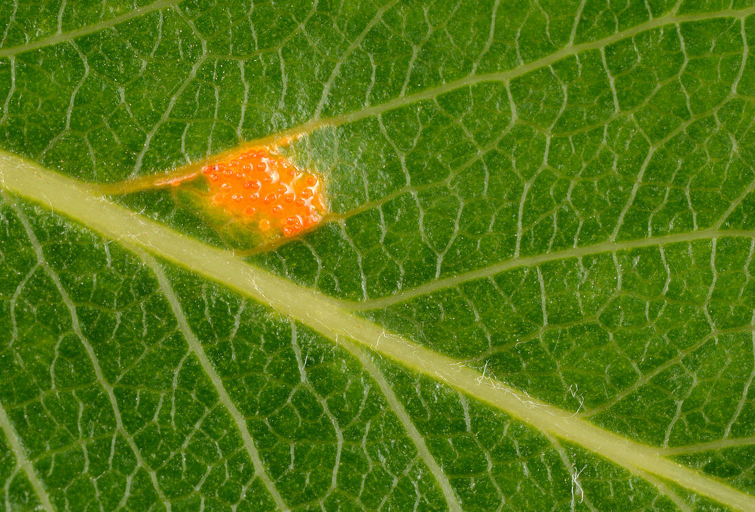 Pear leaf rust