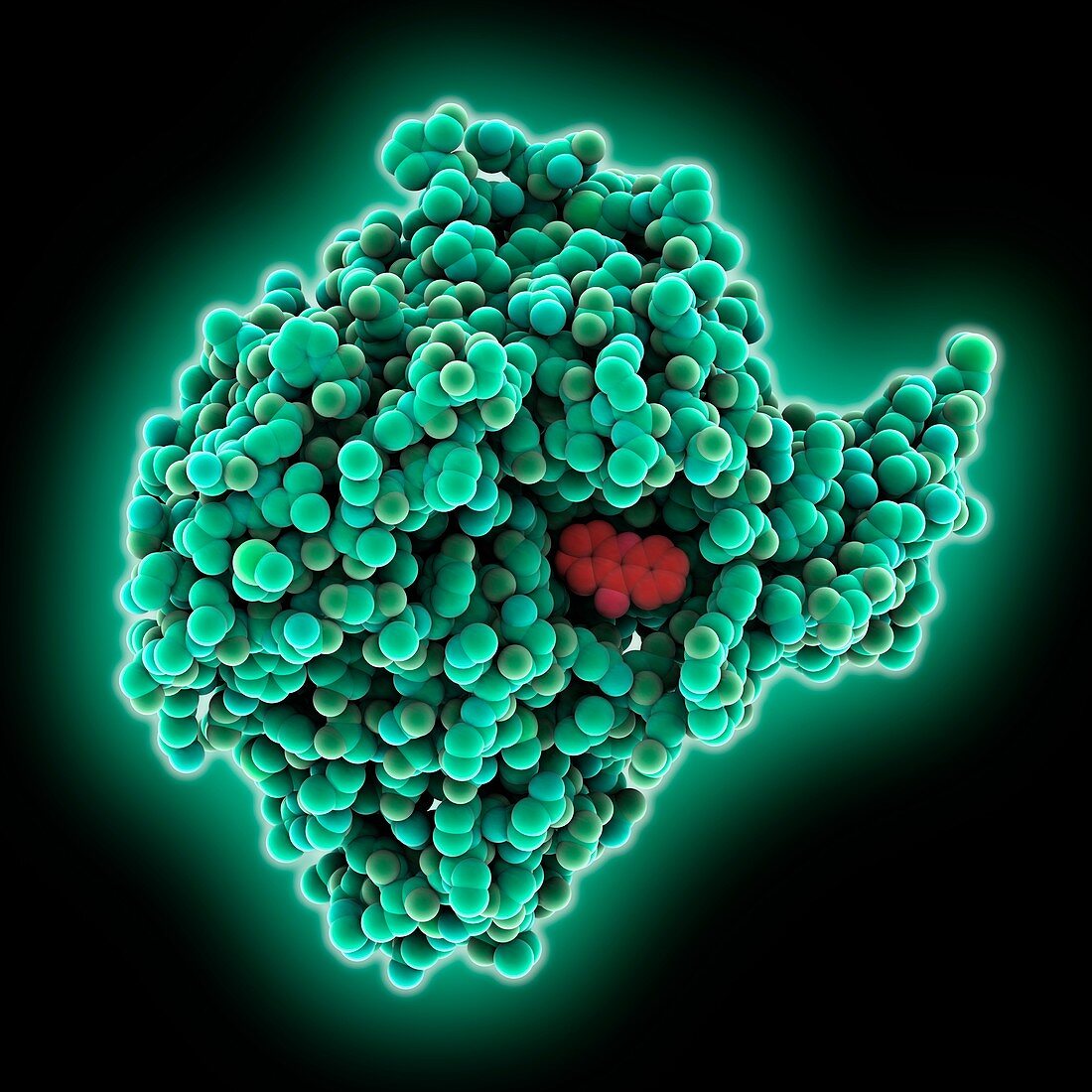 Acetylcholinesterase molecule