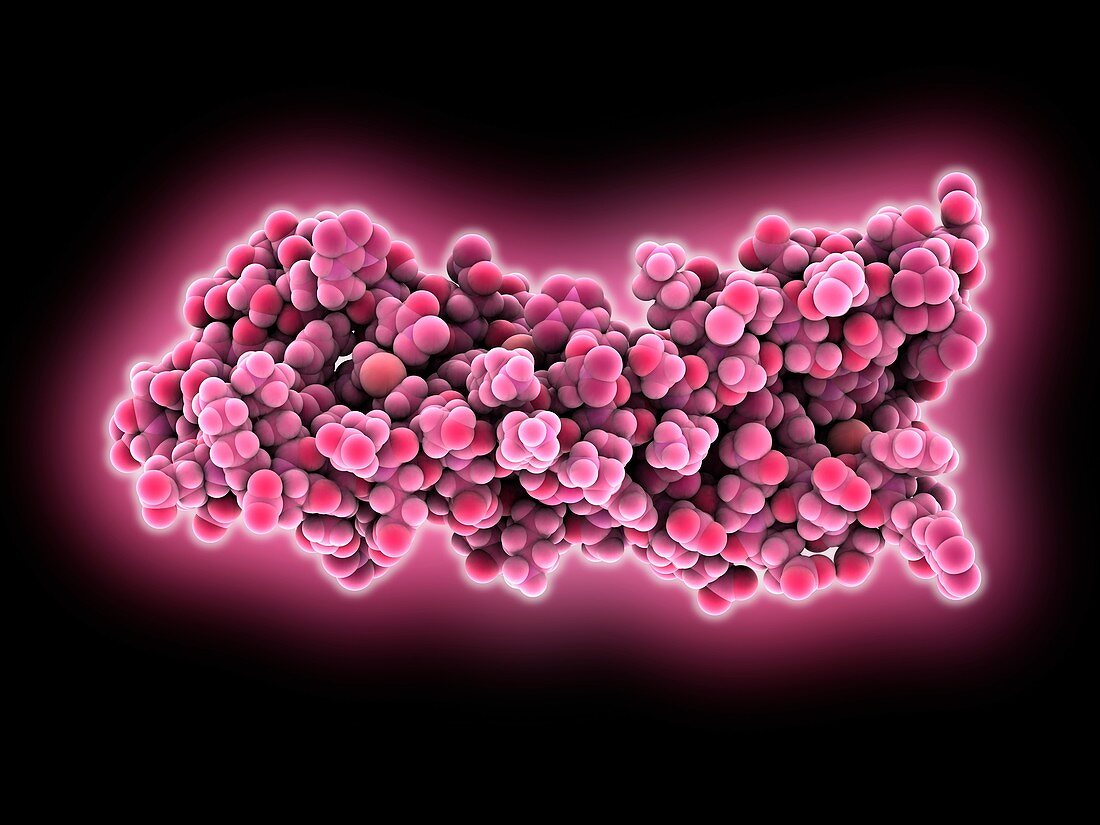 Syntaxin 1A molecule