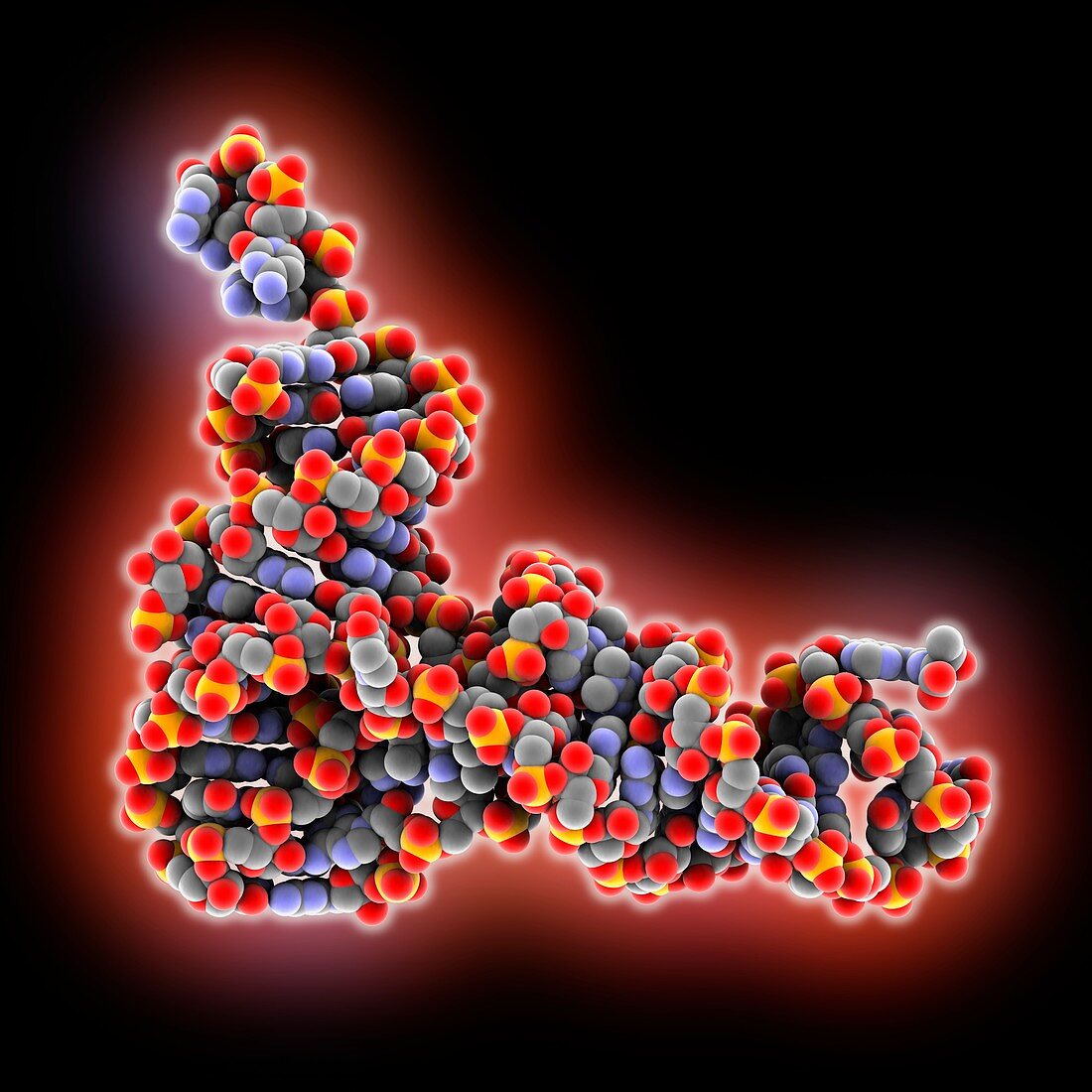 Yeast initiator tRNA molecule