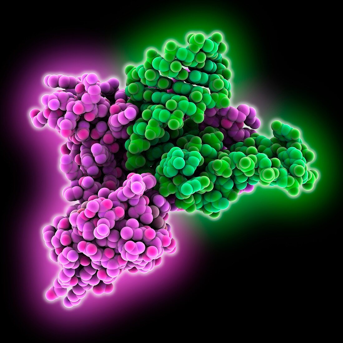 Ribosomal protein complex