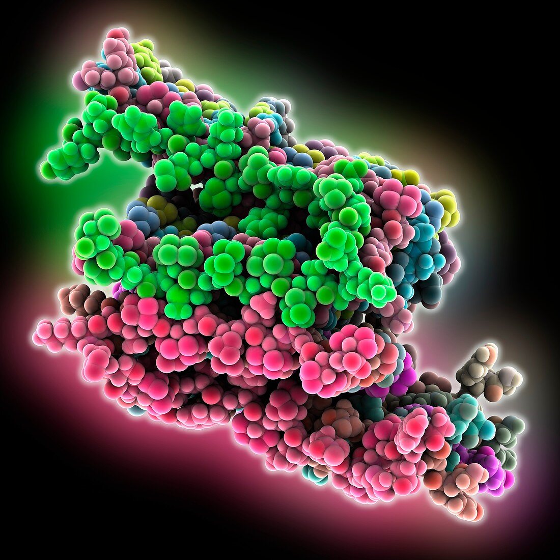 Human beta-amyloid fibril molecule