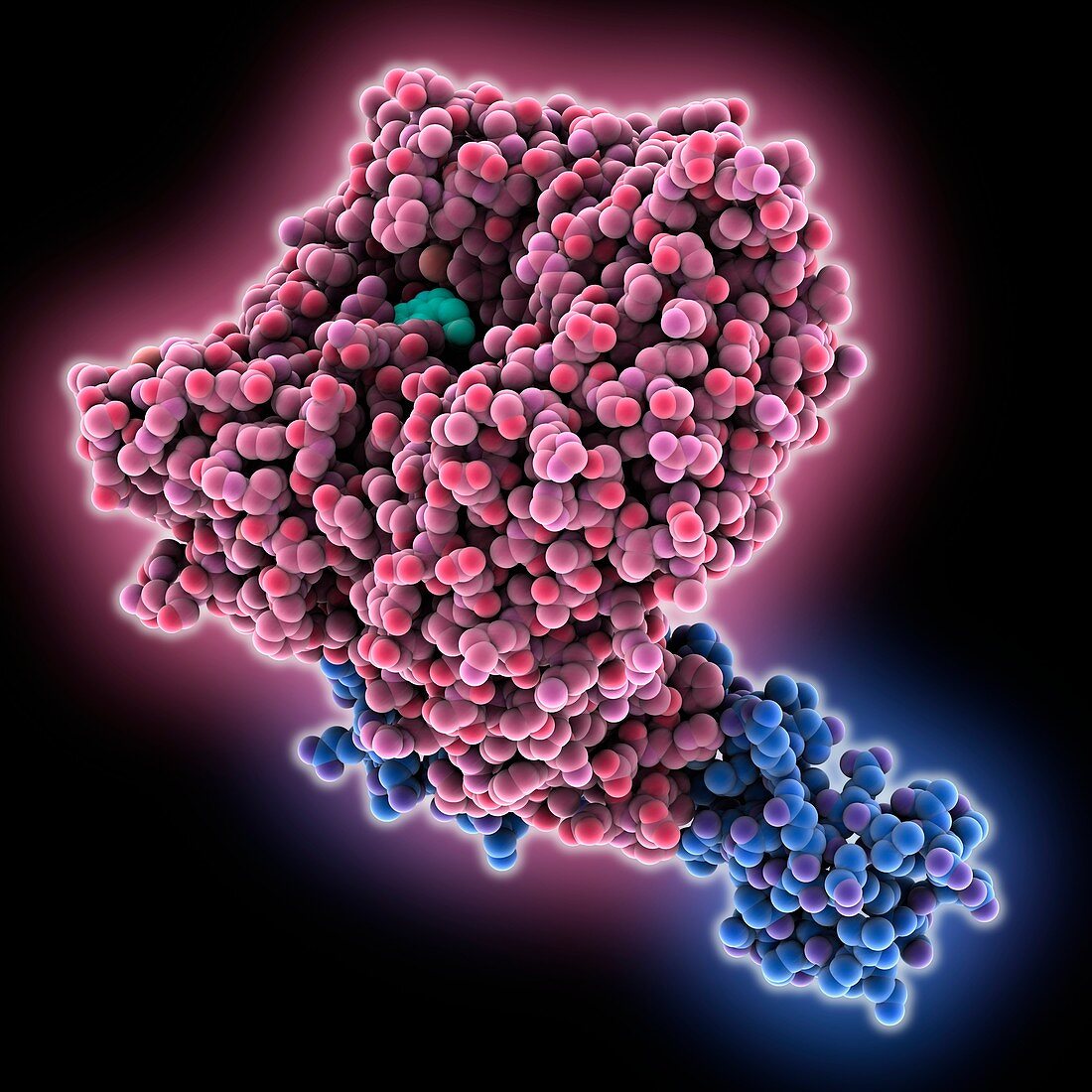 Transport inhibitor response complex