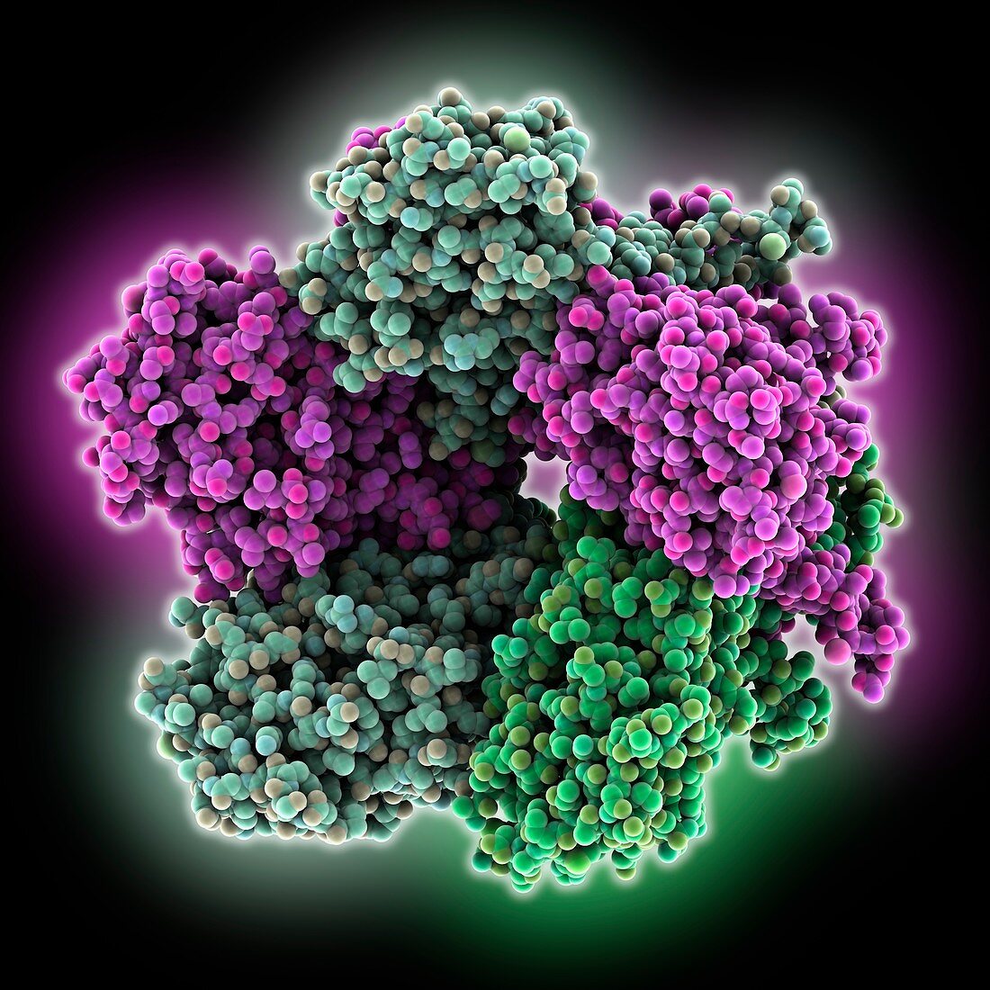 Human papilloma virus capsid protein